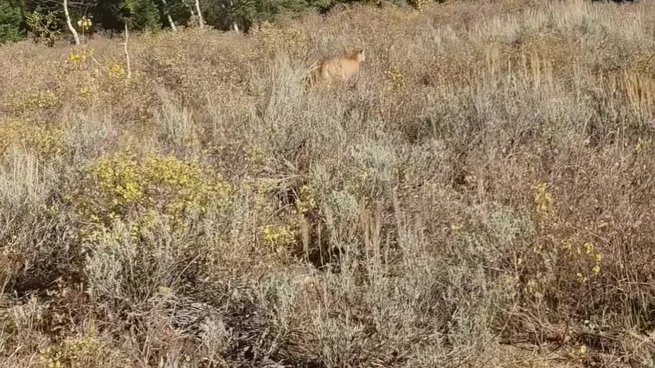 Mountain Lion stalks elk hunter in Idaho. Saved by Glock27 warning shots.