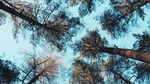 Relaxing Music | Sleeping, Meditation, Stress Relief | [6008] ⭐️