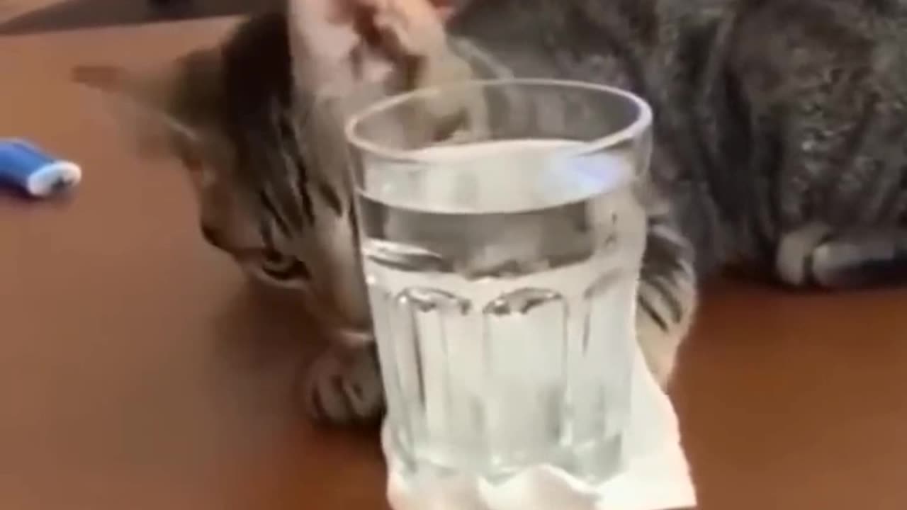 Funny cat fall water 😂😐