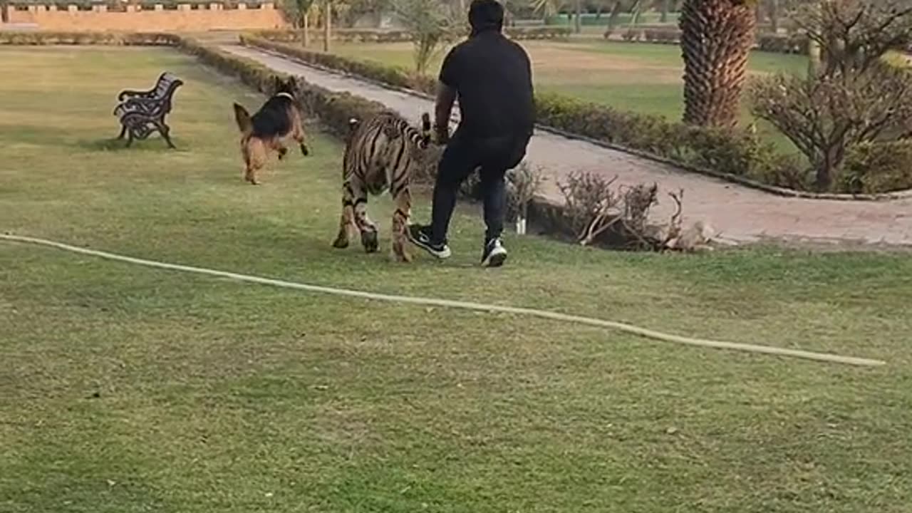 Tiger Attack on dog