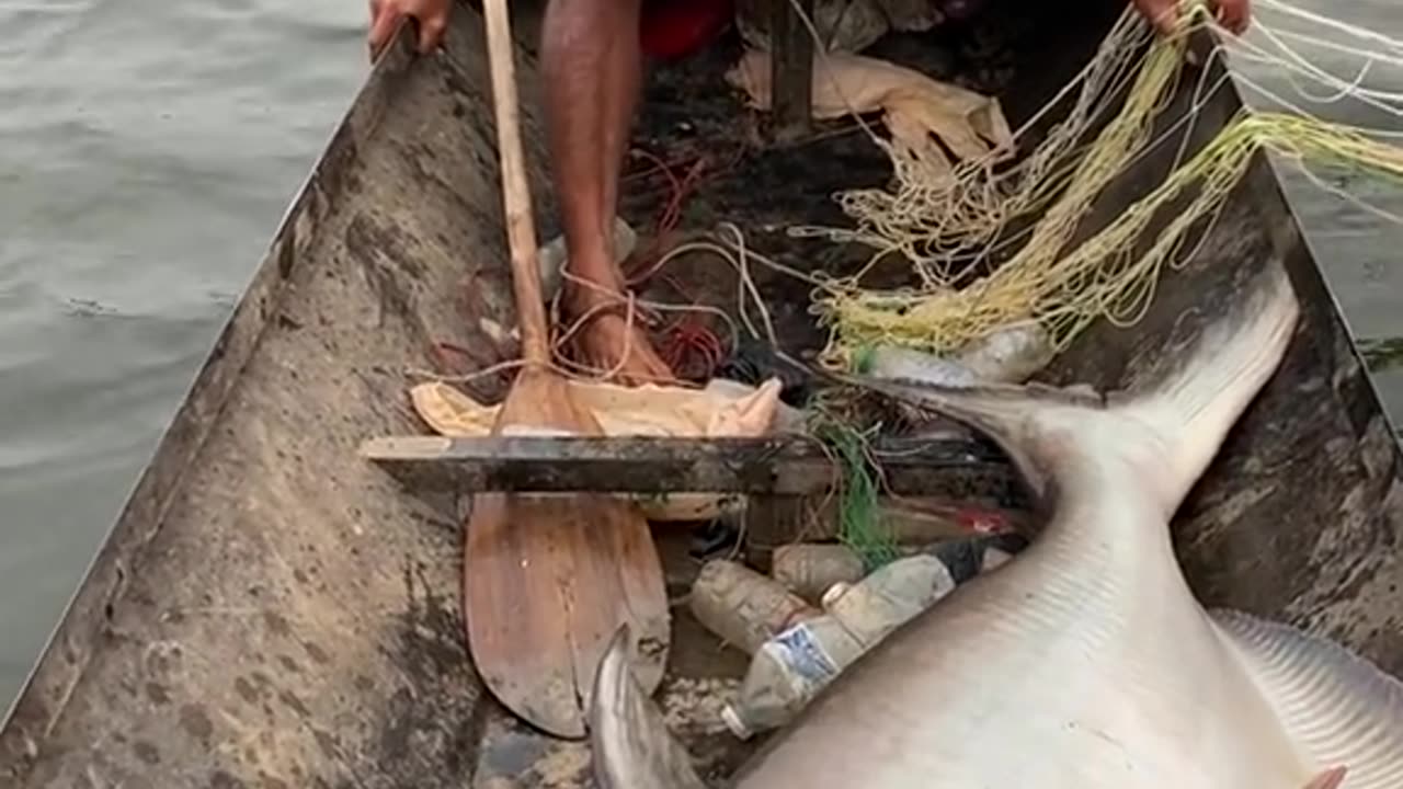 The fisherman caught a big fish, do you know the name of the fish?