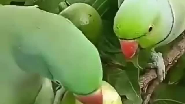 Parrot Eating Guava 😋