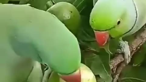 Parrot Eating Guava 😋