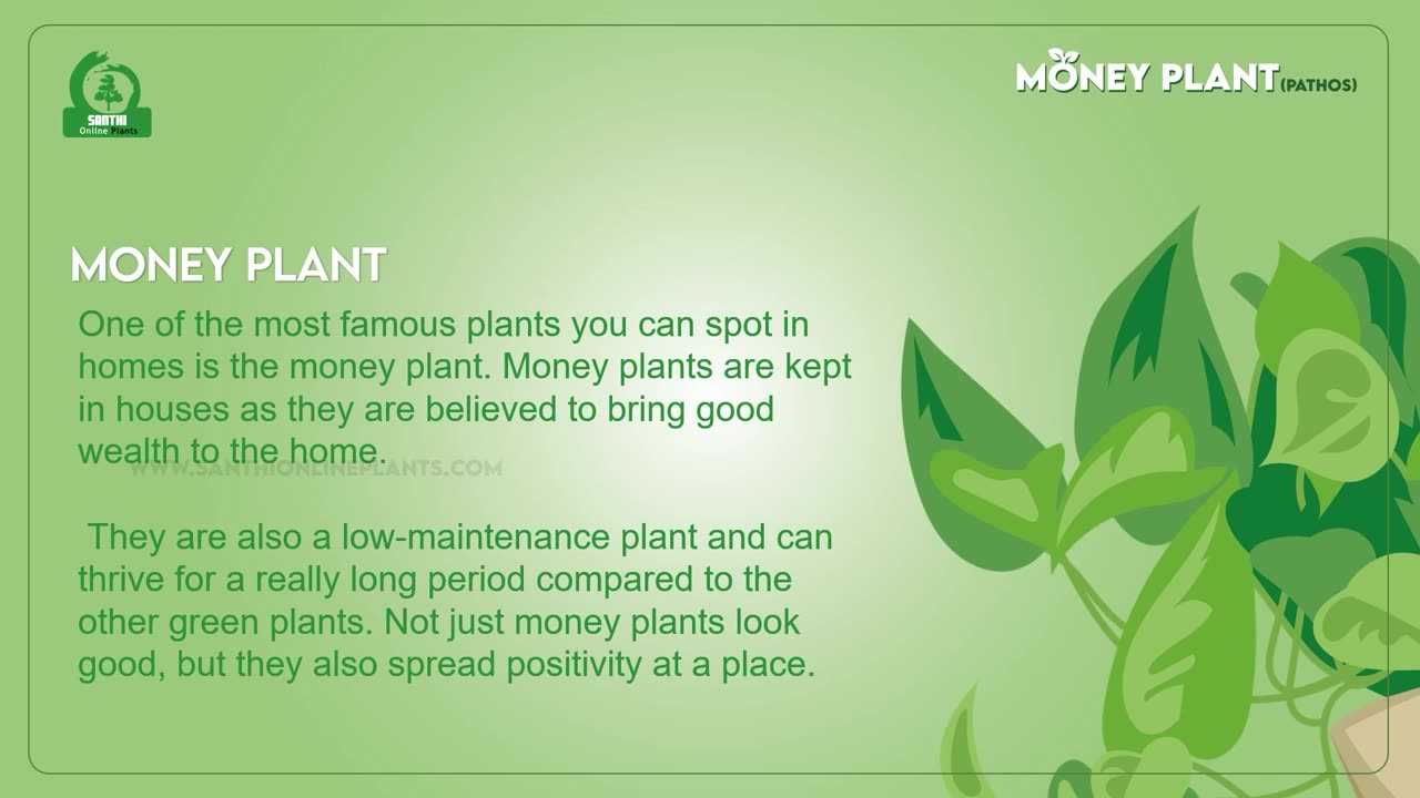 Money Plant