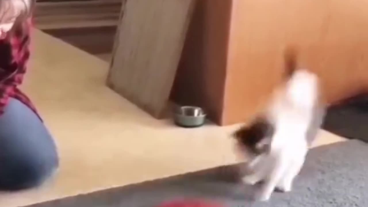 Try not to laugh part 13 funny video