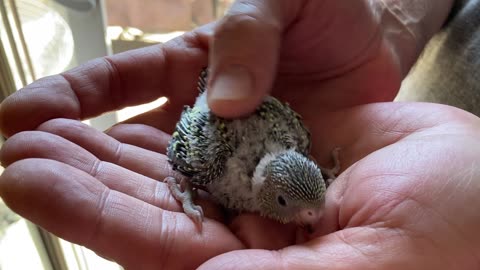 Baby Budgie 16 days old