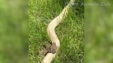 yt1s.com - Funniest Animals Video Best Cats and Dogs Videos of 2022 Compilation