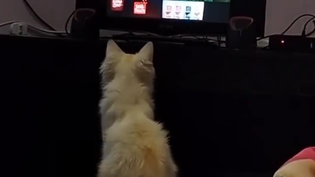 Dodo Cat and Owner watching T20 World Cup 2021 on TV