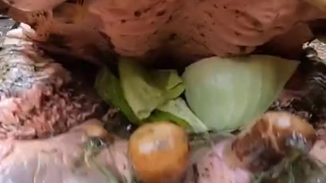 Inside Hippo mouth - Hippos love vegetables