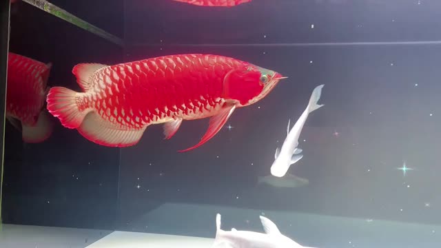 Super Red Arowana