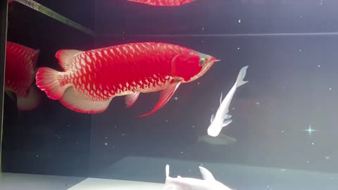 Super Red Arowana