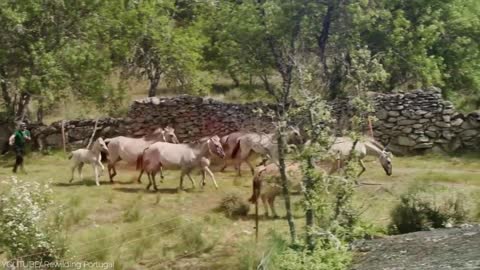 26 Rare Horse Breeds That Could Go Extinct Soon!-10