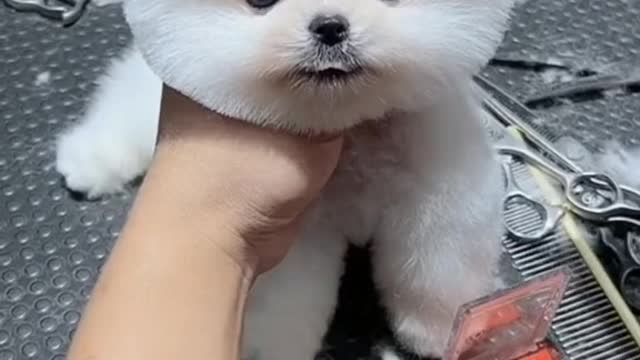 Cute dog