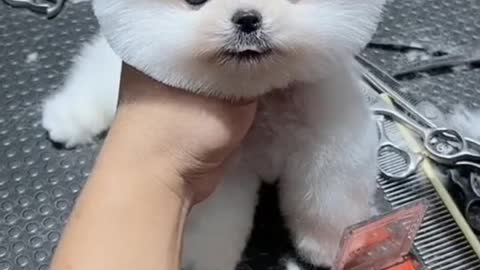 Cute dog