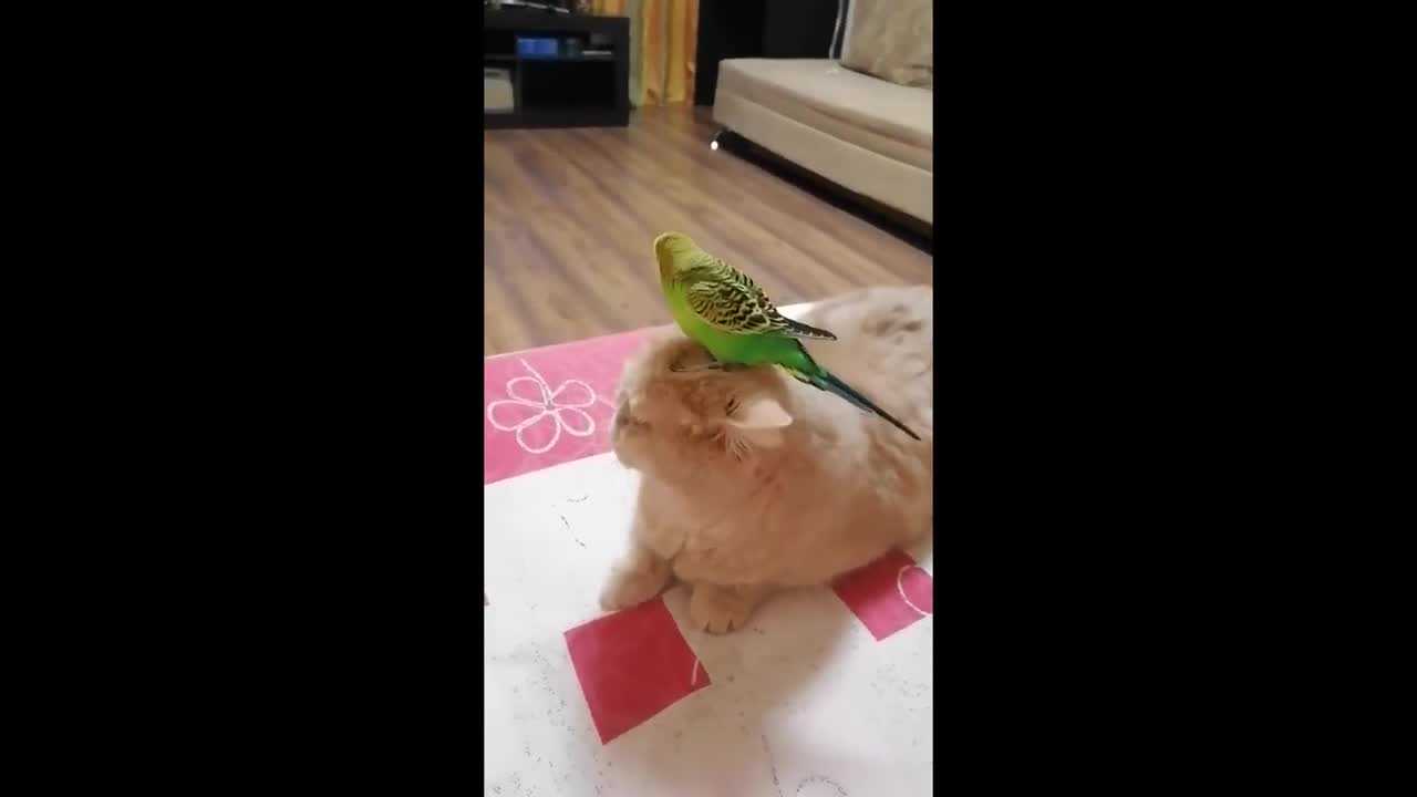 Parrot loves standing on top of gentle kitty's head