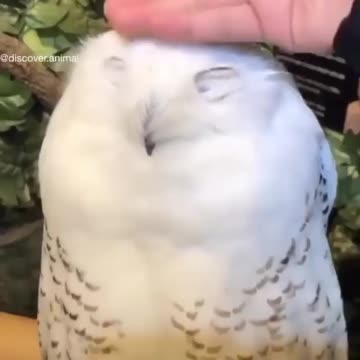 He_is_really_enjoying_it