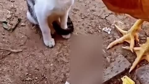 Funny animal video