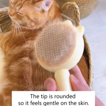 Cat grooming