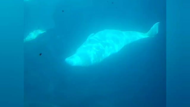 Belugas cruising after lunch | Sea World San Diego