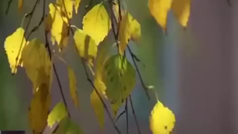 Братья Радченко Домик с окнами в сад