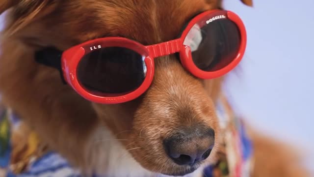 Dog 🐕 with clothes 🤣🤣🤣 very funny looks 🥰🥰❤️❤️❤️ must watch #shorts #dog lover ❤️🥰