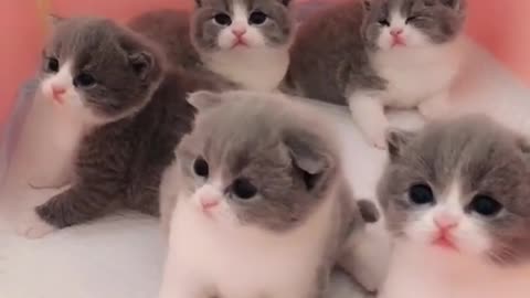 OMG So Cute Cats ♥ Best Funny Cat ❤️🐈Videos 2021 #shorts