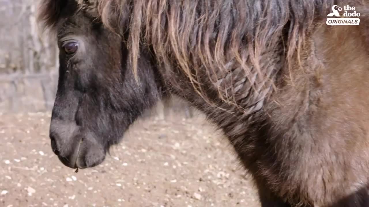 Mini Dwarf Pony Who Could Barely Walk Finally Gets To Run | The Dodo Comeback Kids S02E05