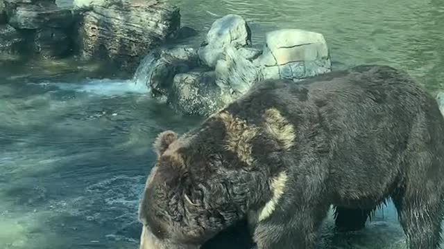 Brown bear