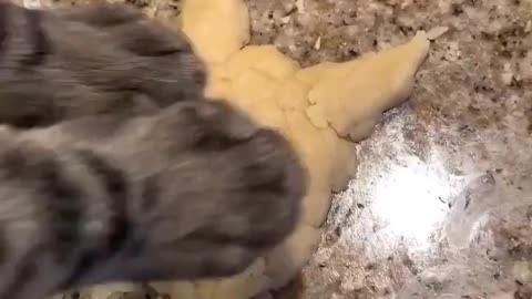 funny kitten