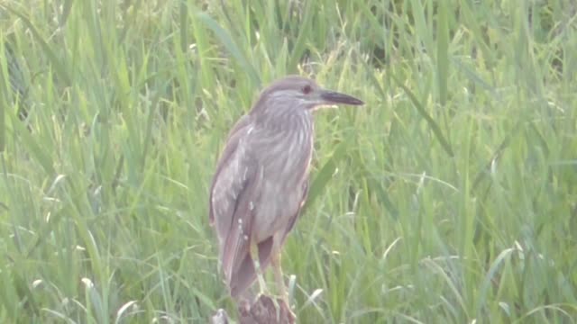 153 Toussaint Wildlife - Oak Harbor Ohio - Rare Visitor With Egret And Blue Heron