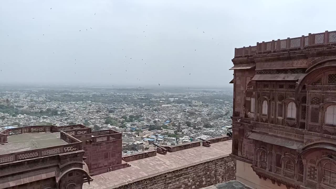 Slow Motion Birds - Amazing Birds Flying | Jodhpur Diaries