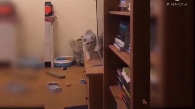 Cute baby animals Videos Compilation cute moment of the animals - Cutest Animals On Earth #2
