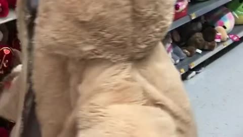 Walmart adventures in bear costume