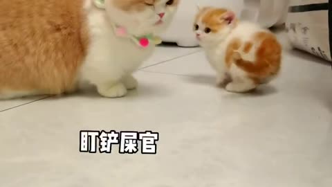 The mother cat plays with the child