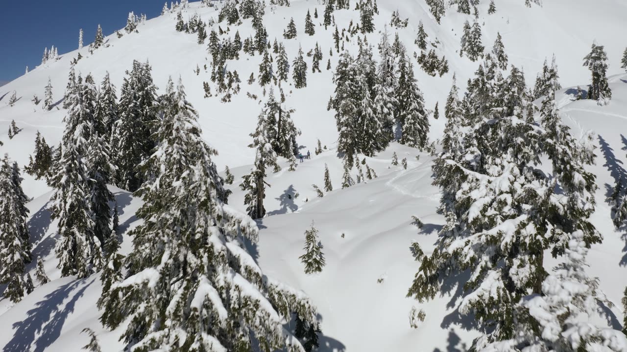 Snowy slope and pine tree cover in Canada