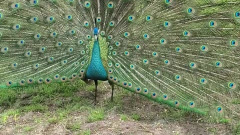 Percy peacock