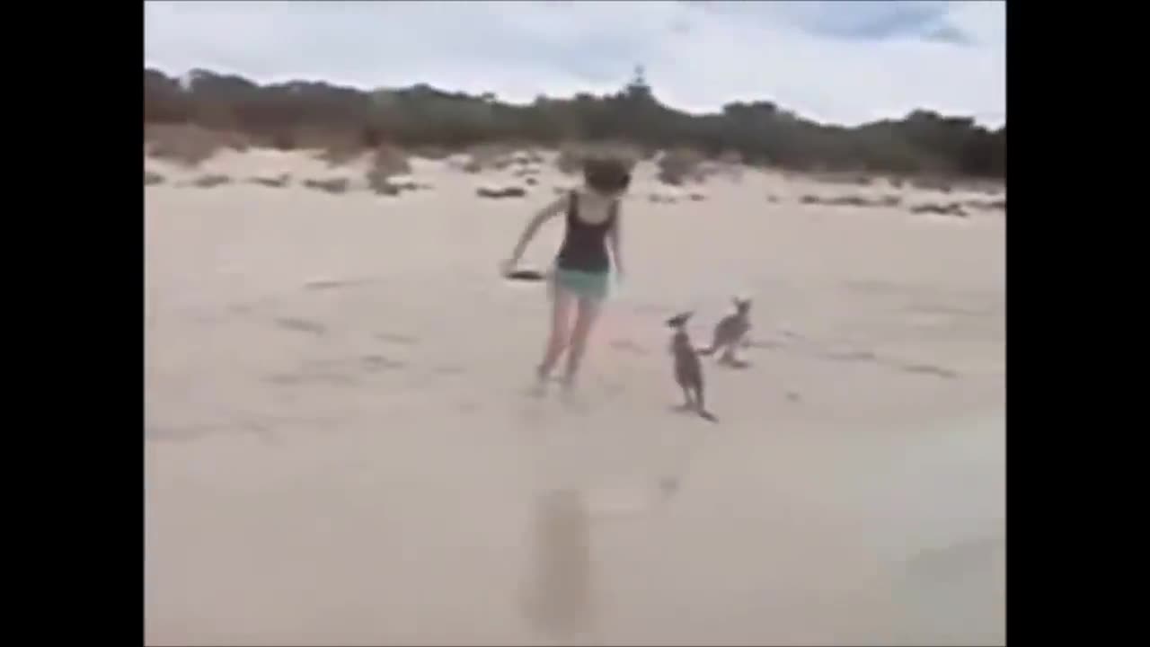 BABY KANGAROO JOEY COMPILATION