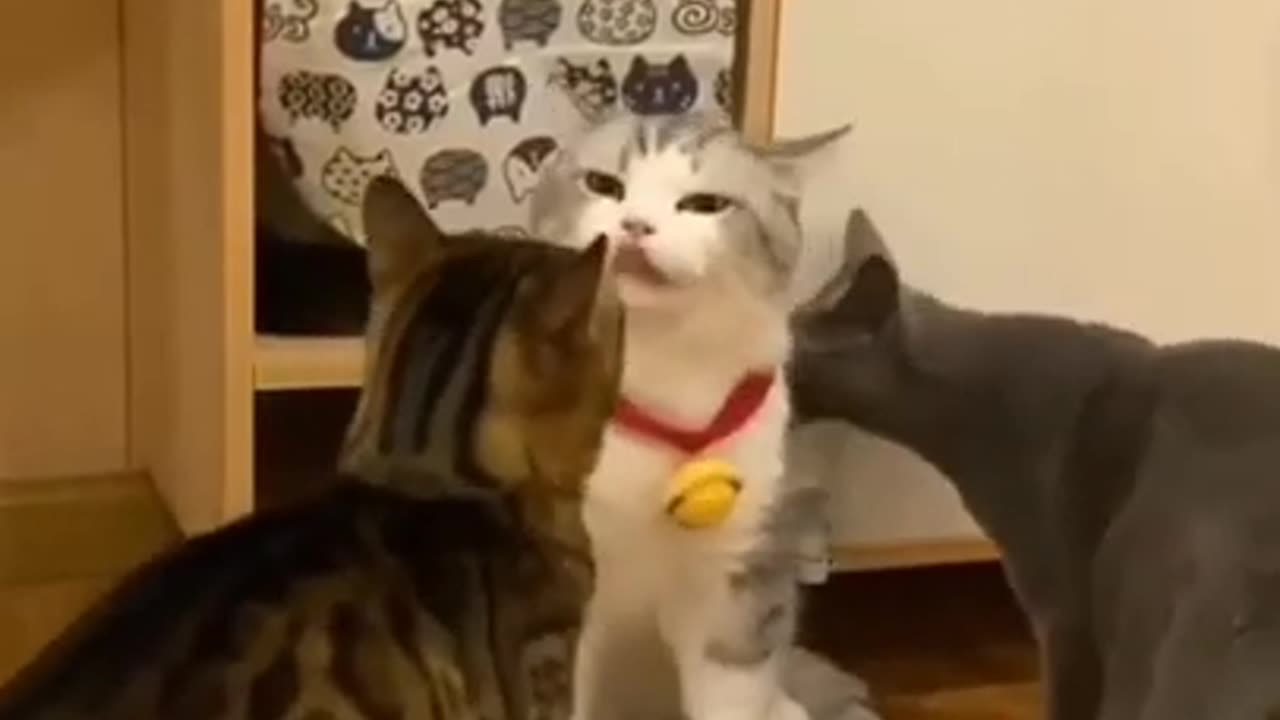 Funny And Cute Animals Short #75