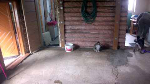 The dog wants to play with the cats.