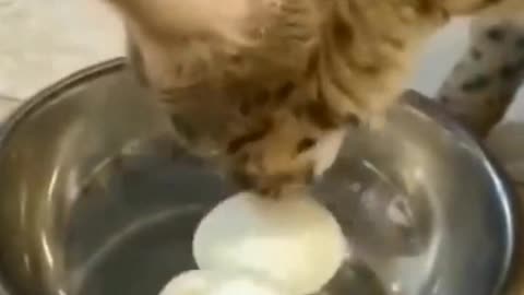 My cute cat funny video when he is eating egg