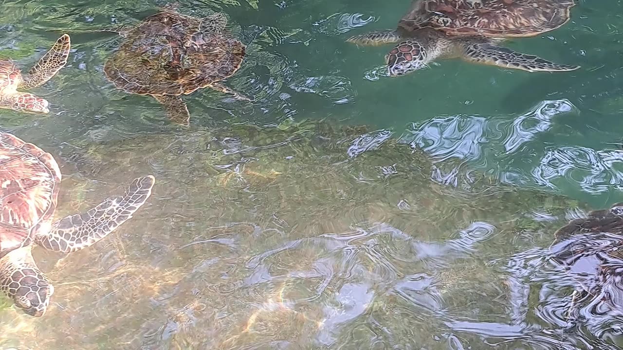 Sea turtles at Nungwi Zanzibar 🐢🐢