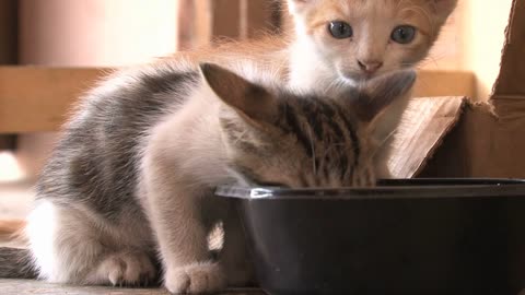 Little kittens drinking water