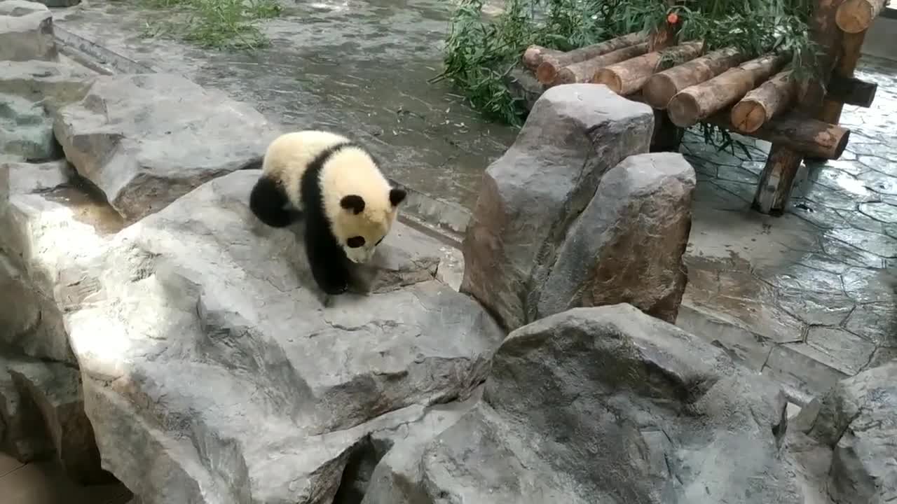 Nuhanzi panda