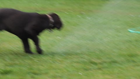 Puppy meets garden hose for the first time