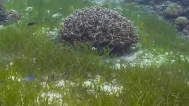 Tem um peixe escondido nesse vídeo. Já viu qual é 😮 #VidaNoAzul