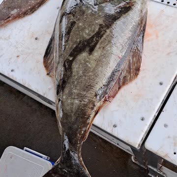 A 45 pound Halibut and my 39 Red Salmon at the Homer Spit, AK 8/6/23