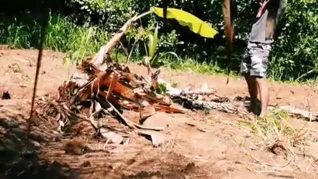 Man vs Banana tree