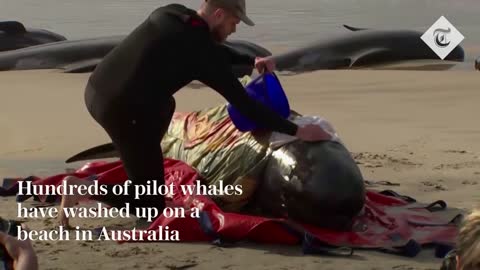 Hundreds of whales stranded on a beach in Australia