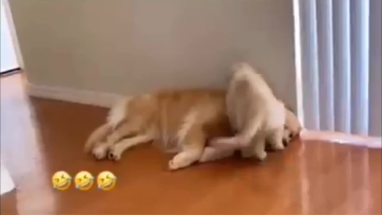 Funniest dog video