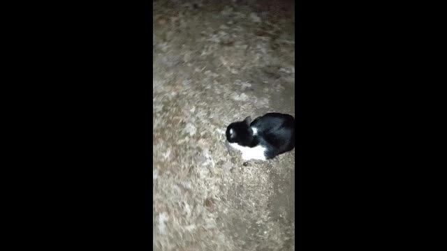 "Mouse", Part 2 -- Disgusting